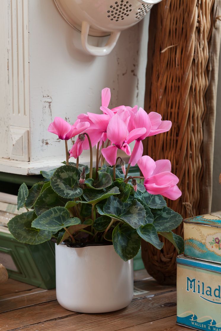 Cyclamen persicum 