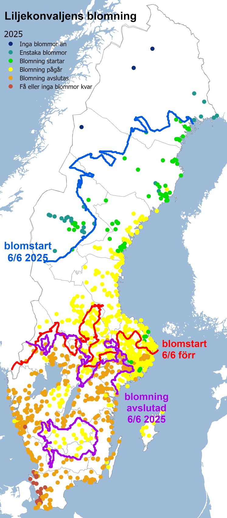 6-juni-analys-liljekonvalj-2025-scaled.webp