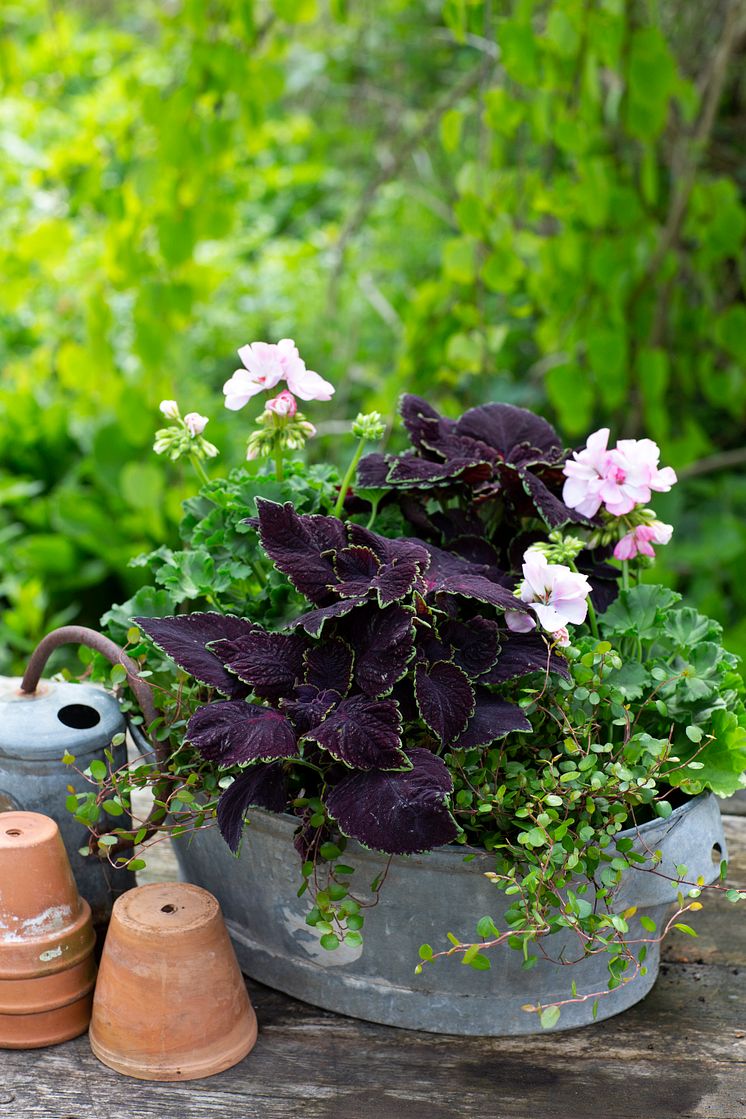 Årets Sommarblomma 2019 PALETTBLAD