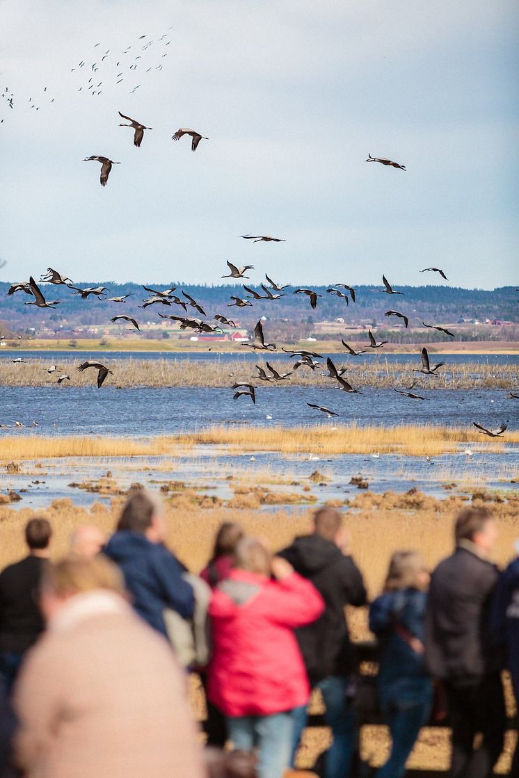 Trandansen vid Hornborgasjön