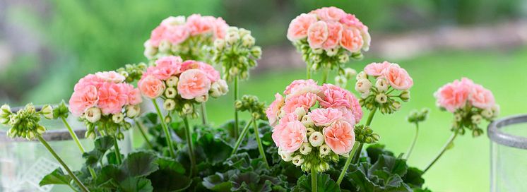 1920 Pelargonium_Astrid (10).jpg