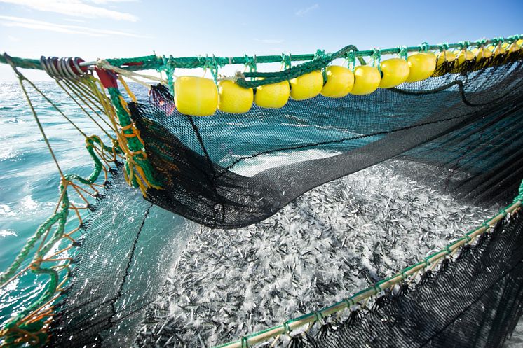 Makrell fiske - mackerel fishing