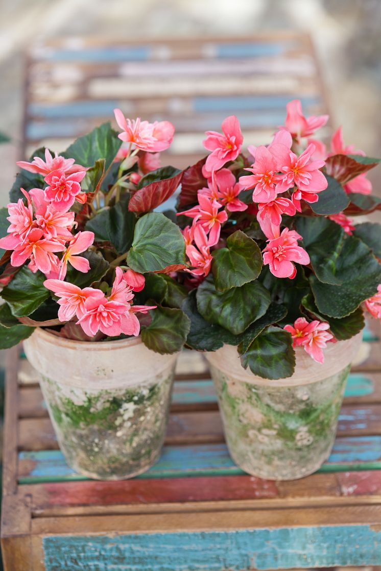 Begonia x hiemalis 'Ceveca'