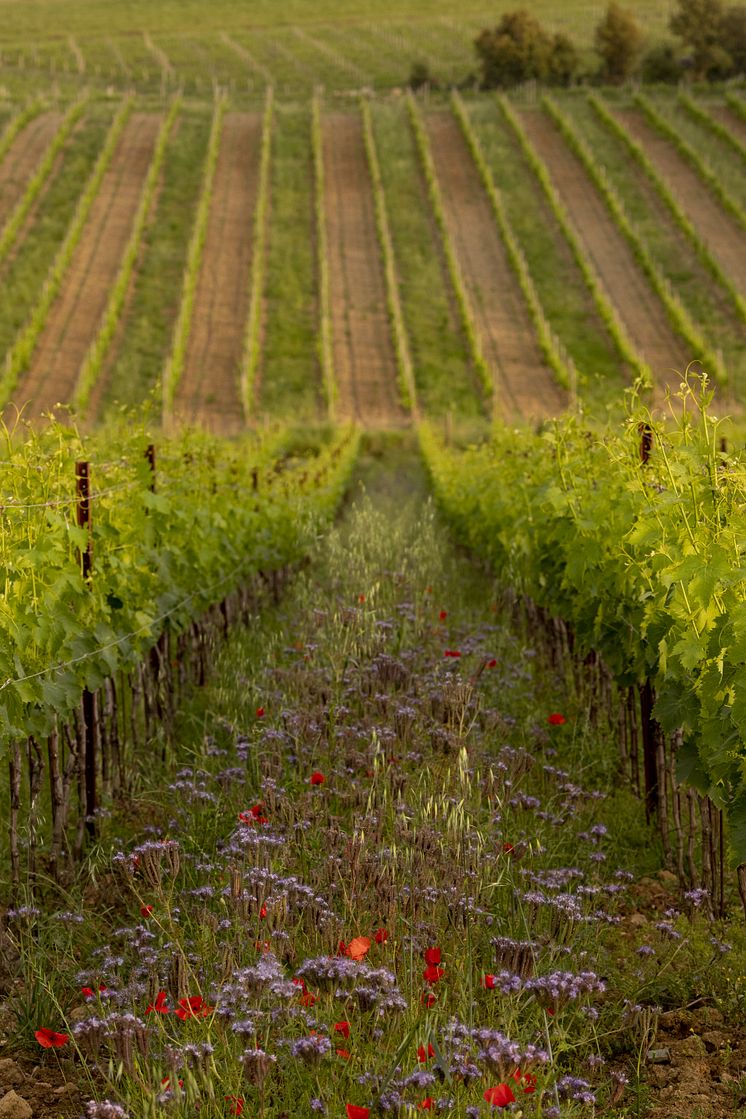 Vineyard - landscape (1)