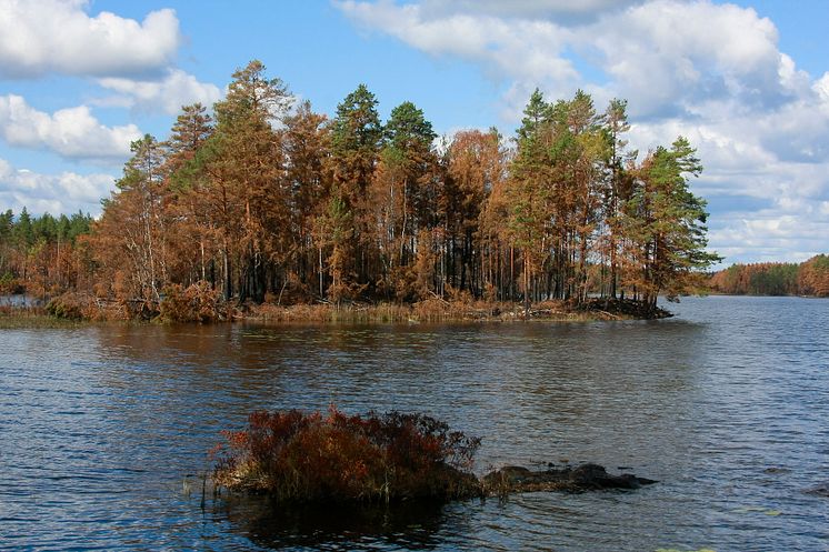 Tre miljoner kronor till att mäta hur skogsbranden påverkar vattenmiljön