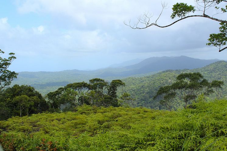 Panama regnskov til artikel