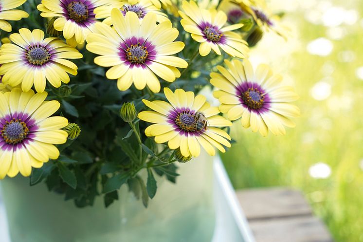 Stjärnöga Osteospermum ecklonis TropicSun