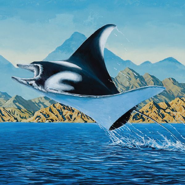 Ballast Point Manta Ray - artwork