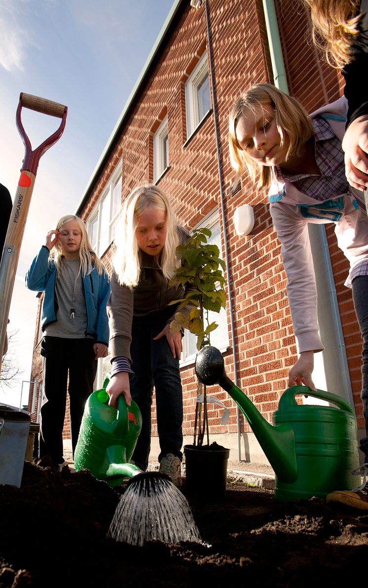 Gröna skolgårdar