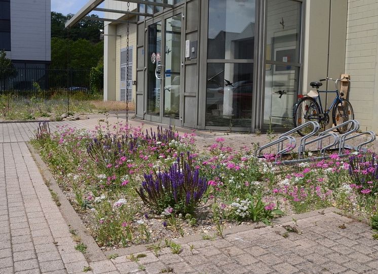 Magerbeet als Lebensinsel