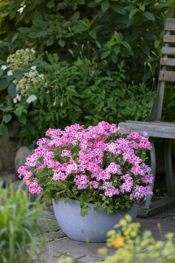 Pelargoner i trädgården