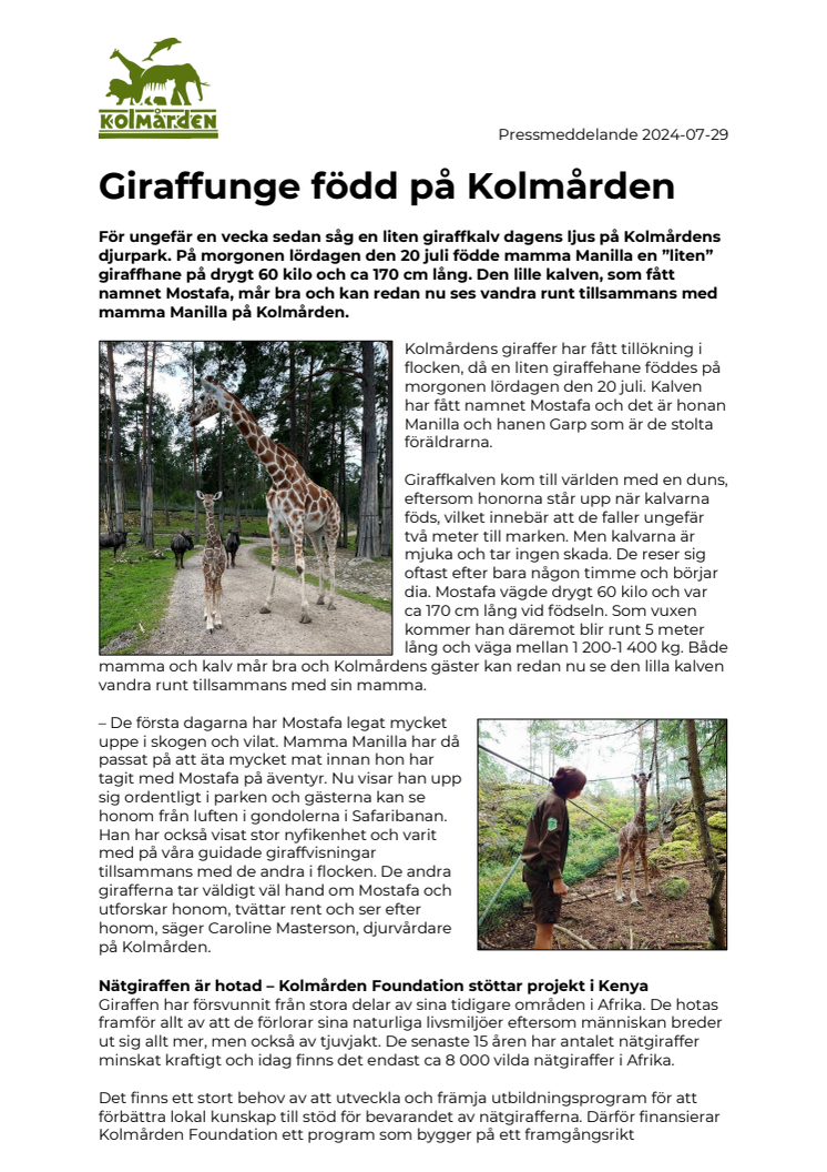 Giraffunge född på Kolmården.pdf