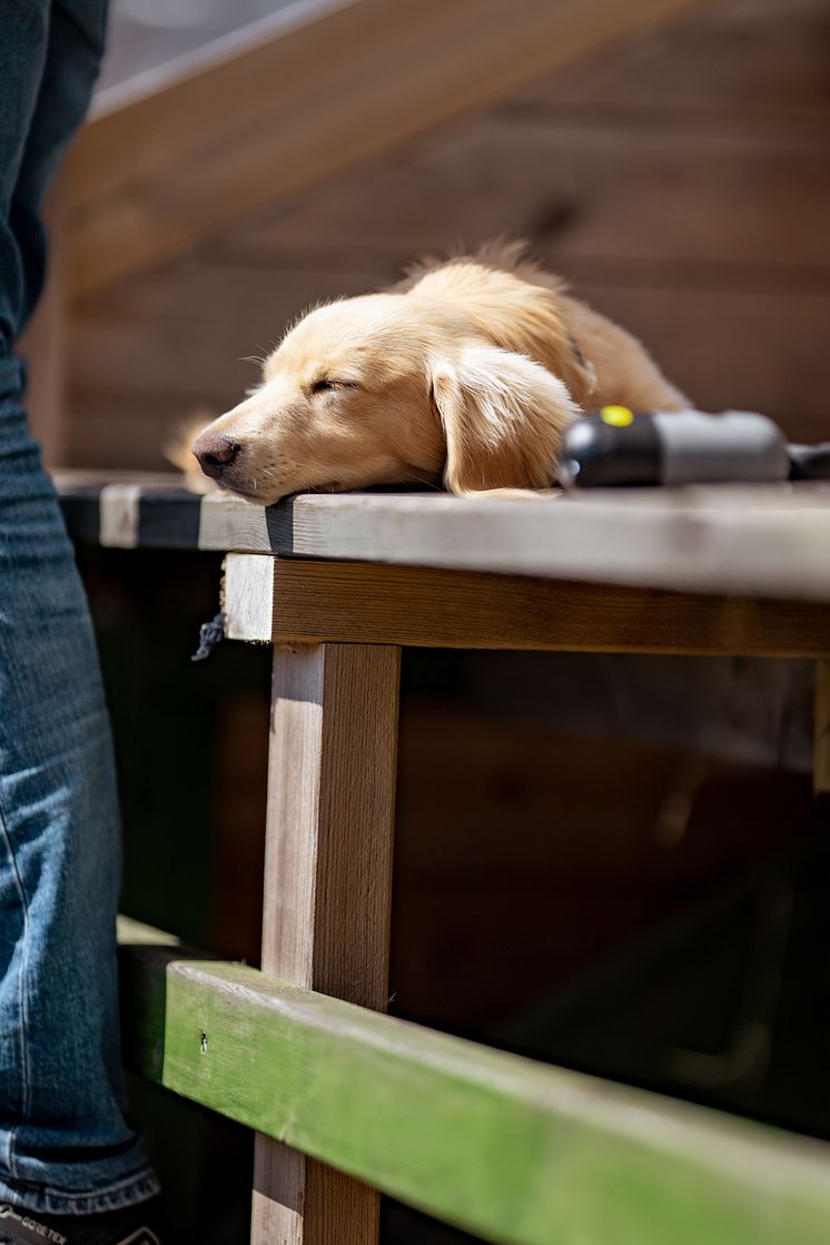 Hund Falsterbo Horse Show