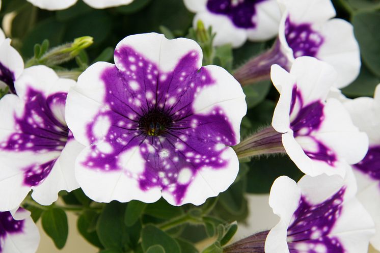 Petunia ’GlacierSky’