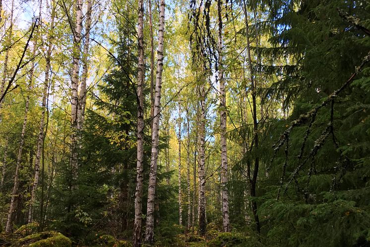 blandskog.jpg