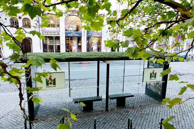 Sedumtak på väderskydd Malmö