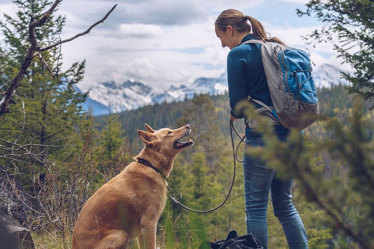 Hit drömmer hunden om att få resa_3