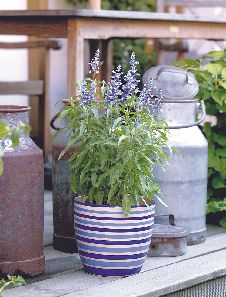 Daggsalvia  Salvia farinacea 'Fairy Queen' i kruka