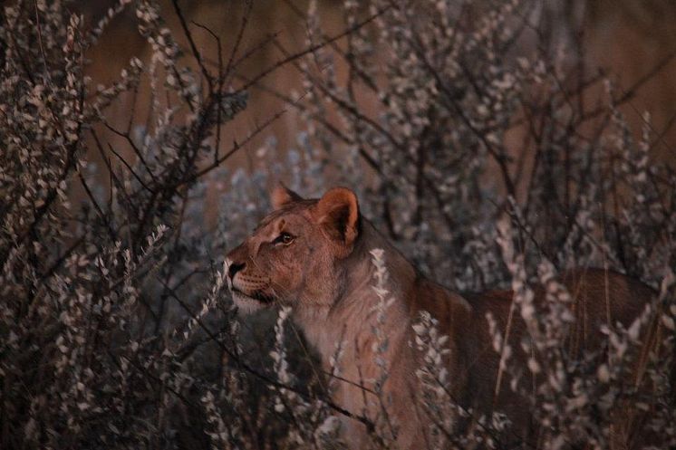 Lejon utanför Etosha Nationalpark i Namibia