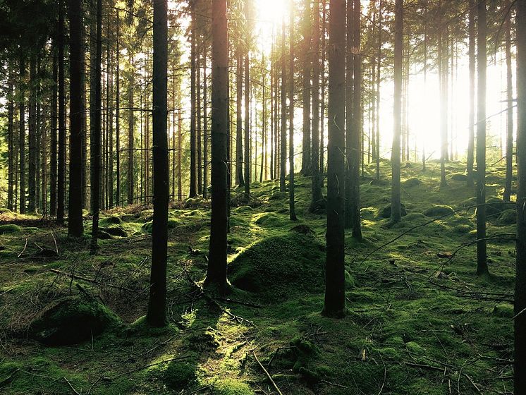 Sun in the forest