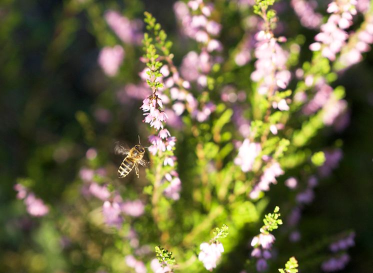 Ljung är årets sista dragväxt för bina
