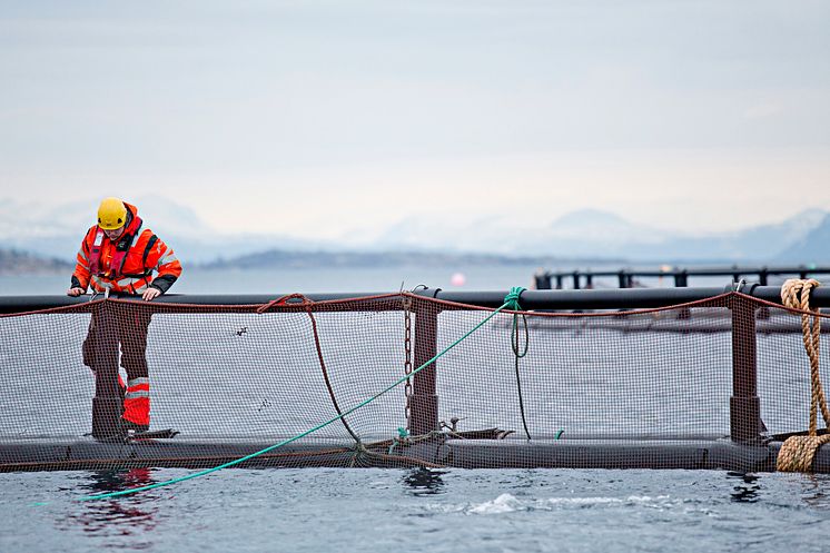 Cermaq Norway - sjøanlegg i Nordland