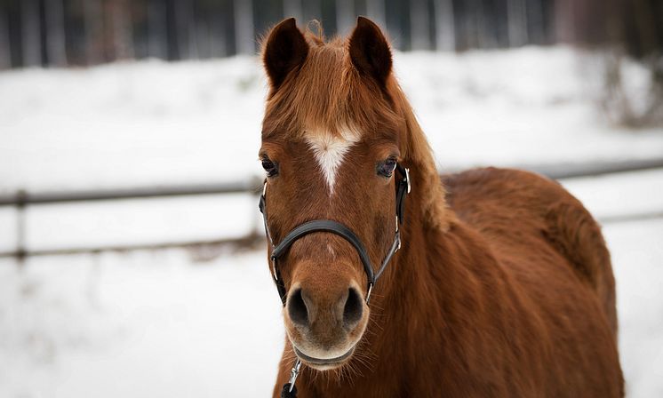 Ta hand om hästen på nyår Sveland Djurförsäkringar