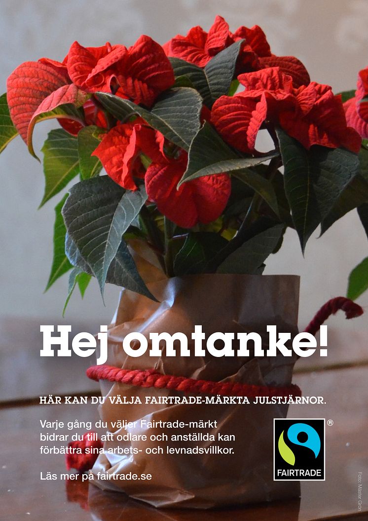 Första Fairtrade-märkta Julstjärnan i Sverige