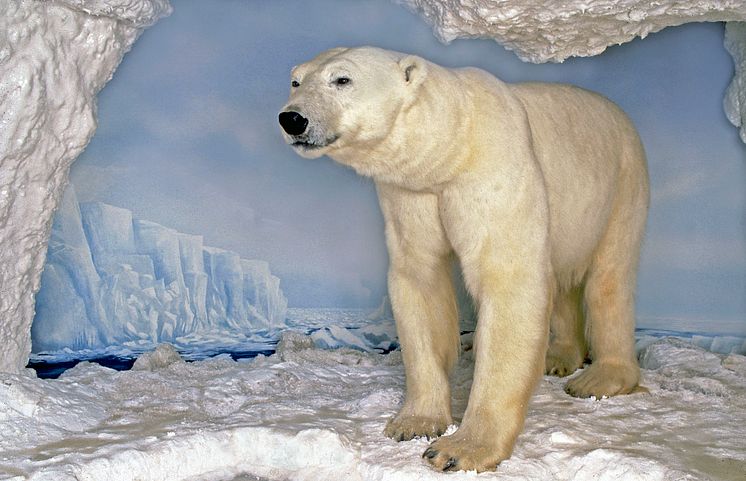 Polartrakterna: Isbjörn 