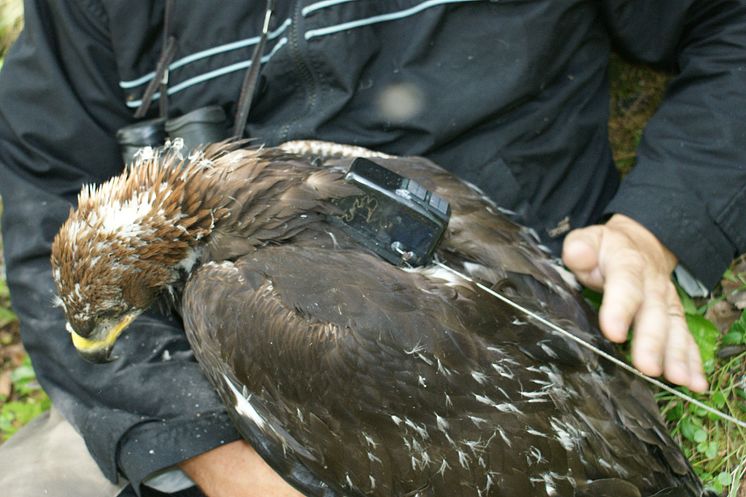 Kungsörnsunge med satellitsändare.