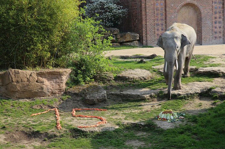 Elefantenbulle Voi Nam entdeckt seine Geburtstagsüberraschung