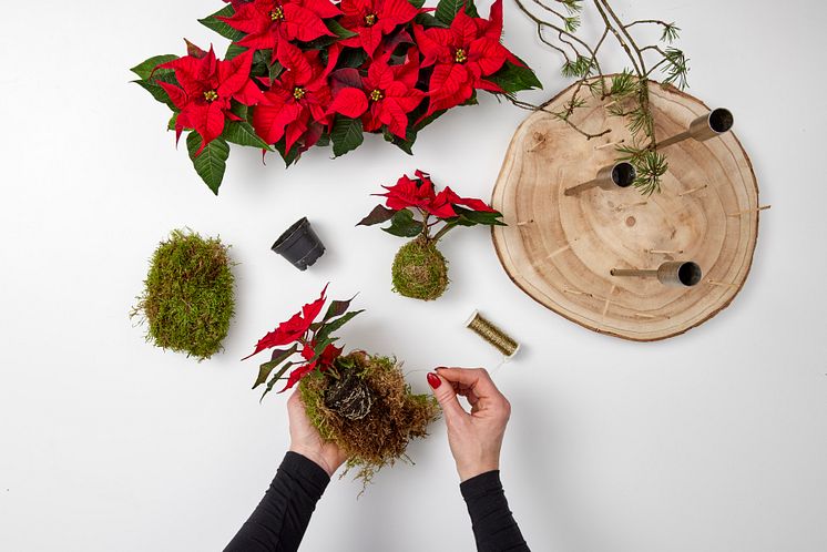 2023_julstjärna_DIY_Kokedama_Advent_04