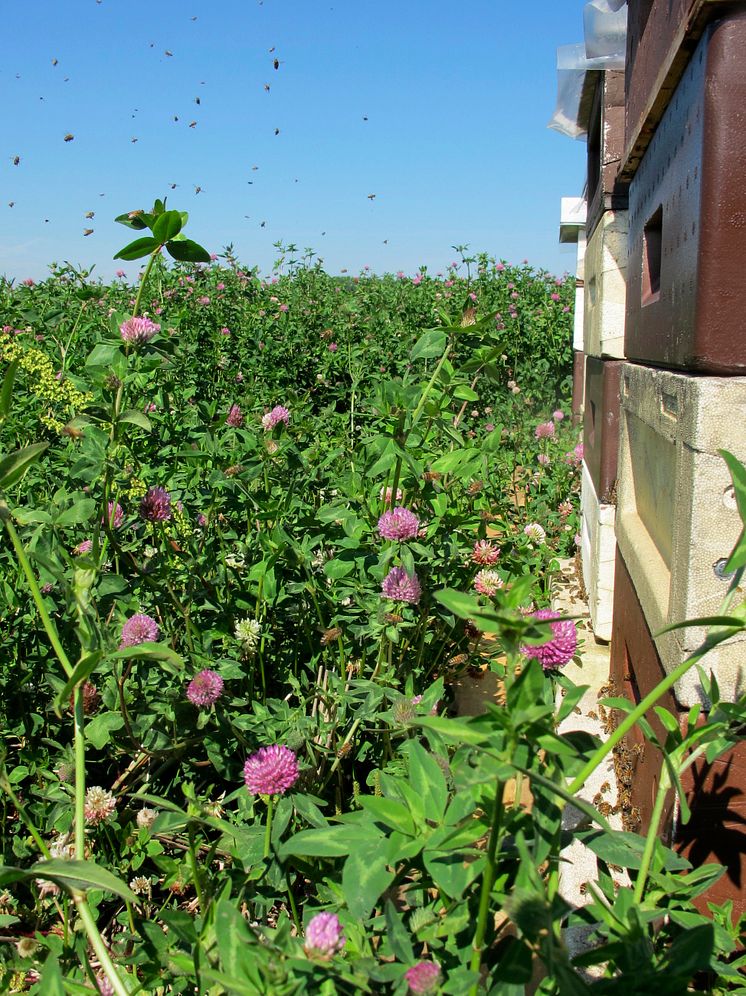 Bin pollinerar rödklöver