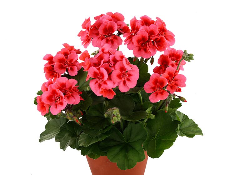 Pelargonium-zonale-Dolce-Vita-DCM-Coral-Eye_34917_1