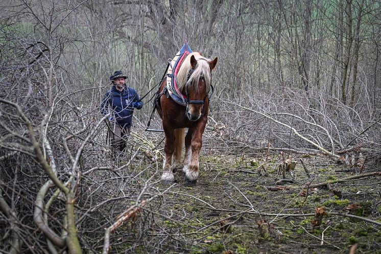 20230323_Ausastarbeiten mit Pferd