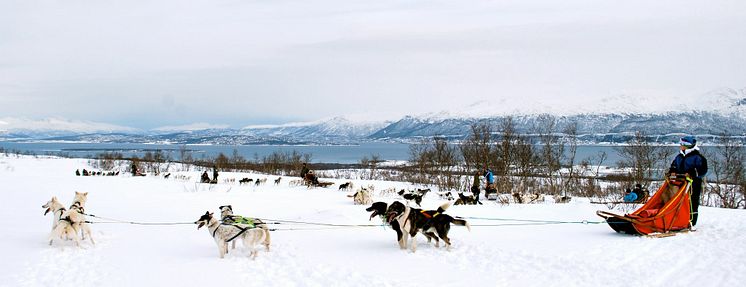 Dog sledding in Tromsø