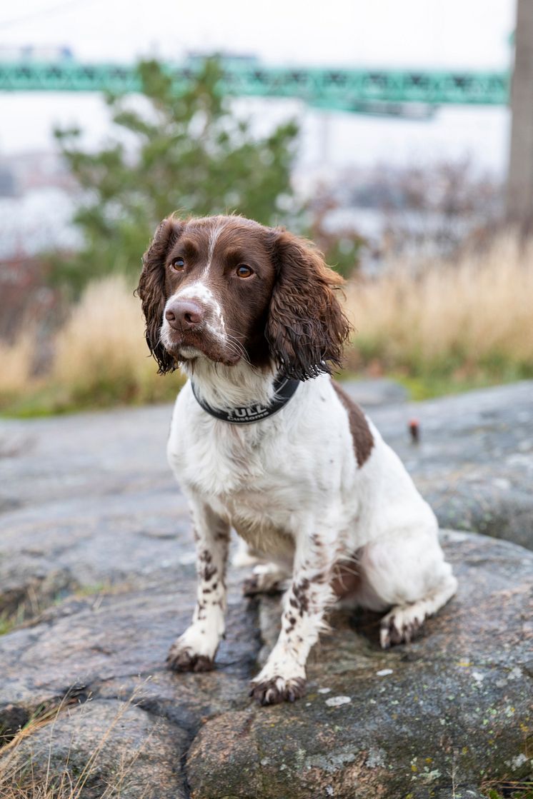Årets Narkotikasökhund 2024 Skip stående format_Foto Karin Wildheim.jpg