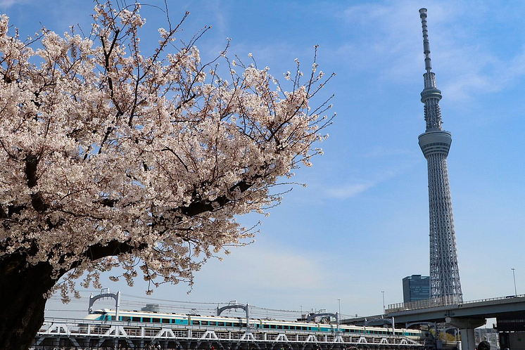 Cherry Blossoms Scene of SUMIDA RIVER WALK and TOKYO SKYTREE
