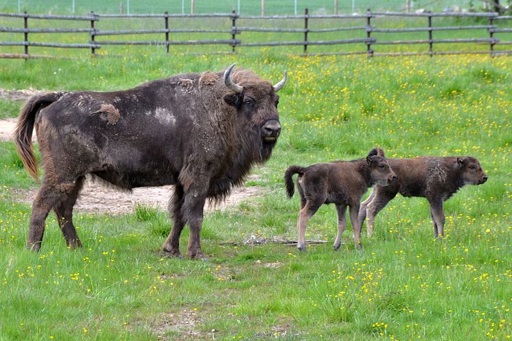 BisonCalves_Avesta_fotoEvaLammi_VisitDalarna