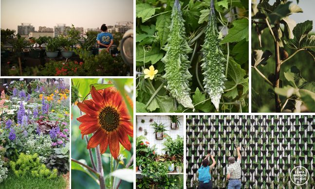 Elmia Garden Trends 2022 | Grönskande stad | Växter ute