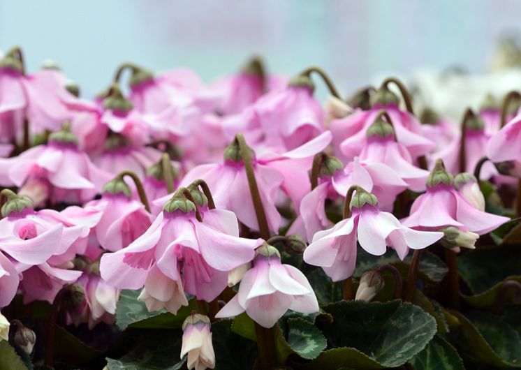 Cyclamen Petticoat