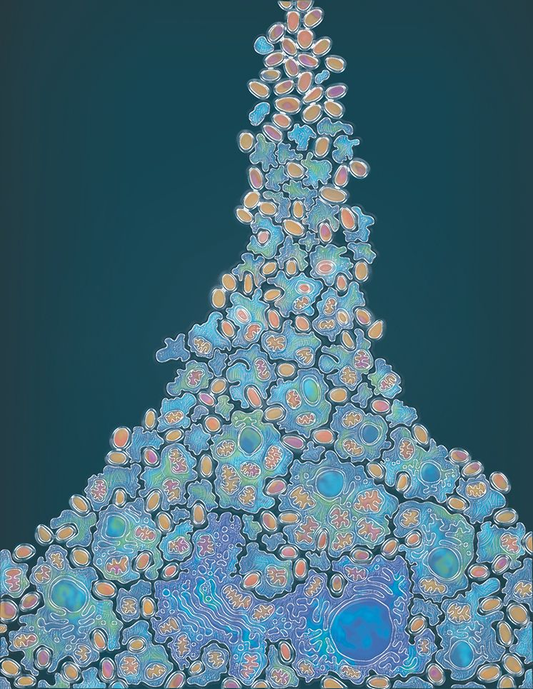 The evolution of complex cells