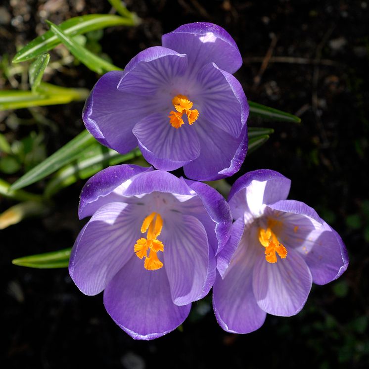 Snökrokus Crocus tommasinianus 