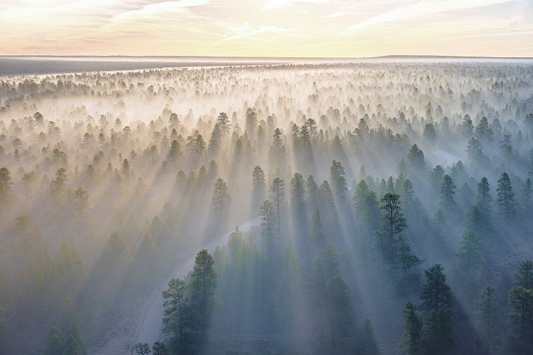 Morning sun over forest