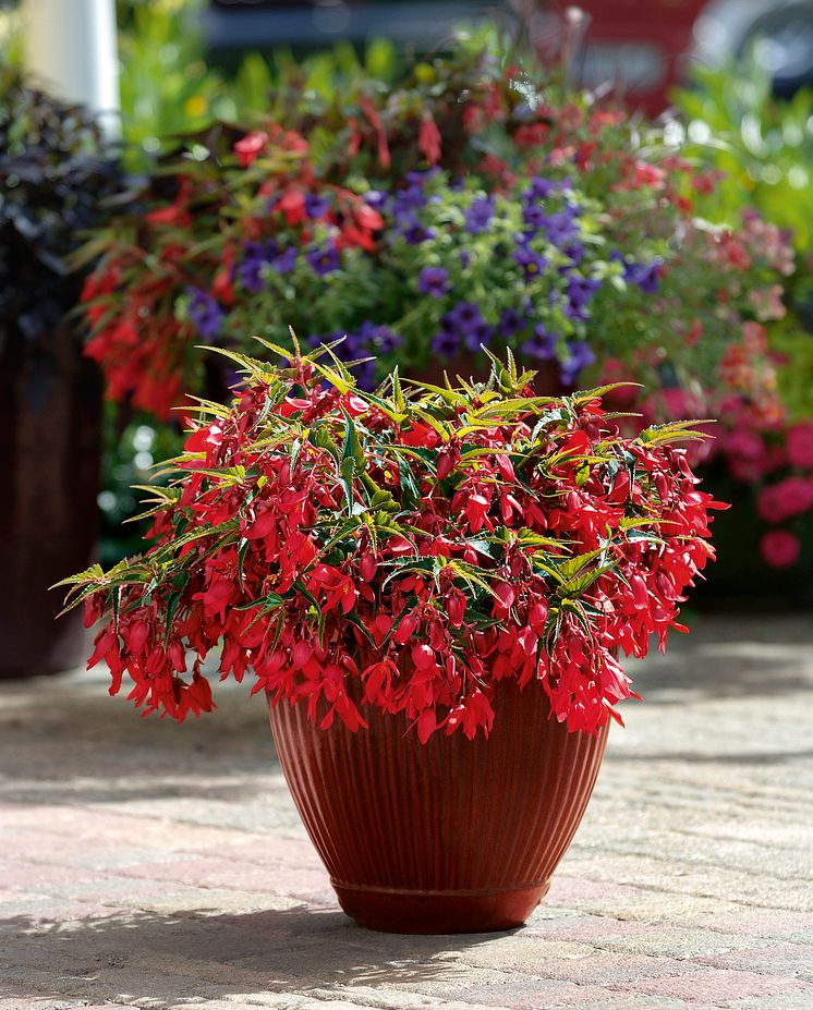 Begonia boliviensis Summerwings Boliviabegonia 