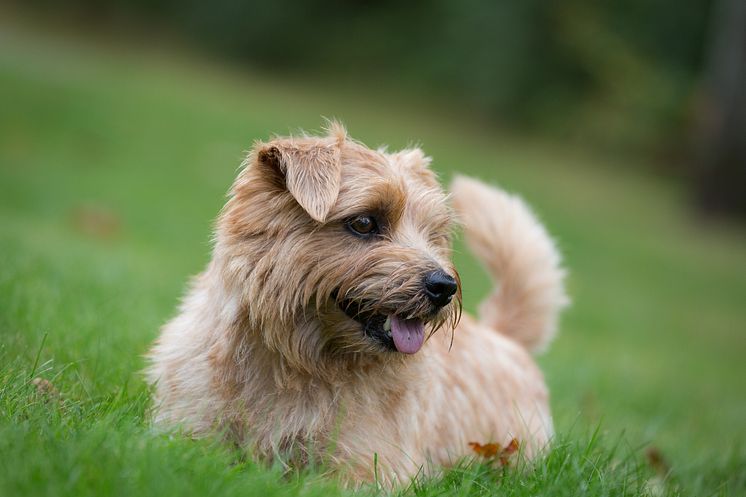 Norfolkterrier på gräsmatta