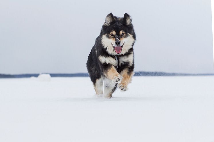 Hund_Musti_Påske