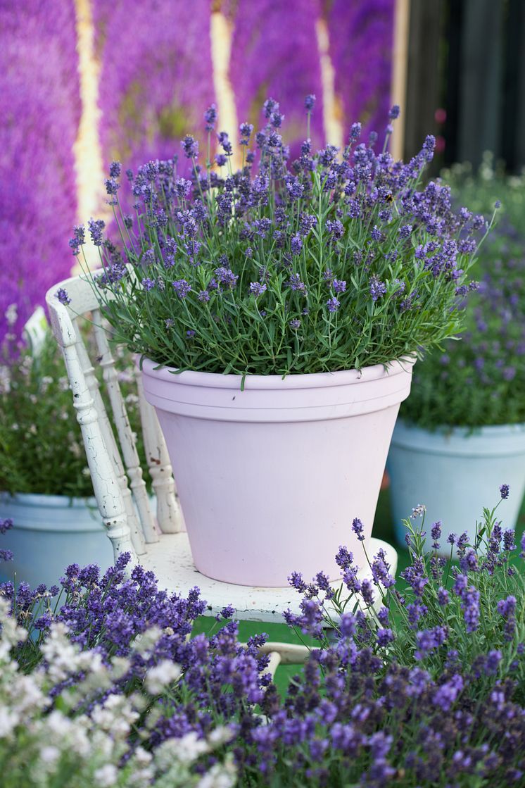 Lavendel