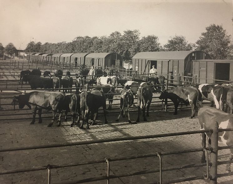 Slakthusets järnväg 1945