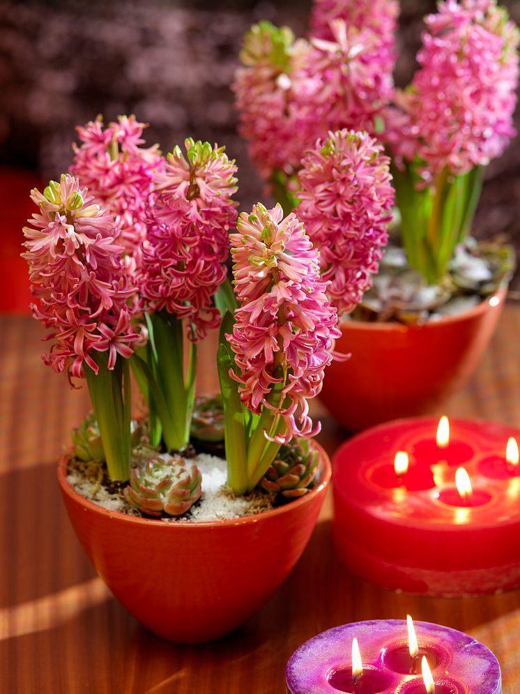 Rosa hyacinterer i röda skålar